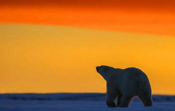 Красивые фотографии белых медведей на закате