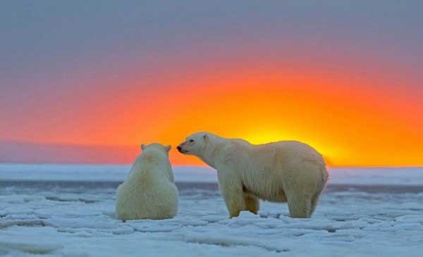 Красивые фотографии белых медведей на закате