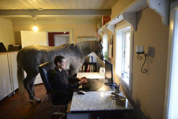 Конь в жилом доме или зачем это надо?