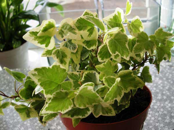Лучшие растения для очищения воздуха дома