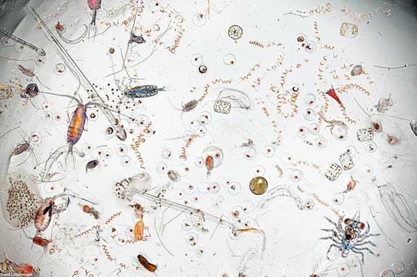 Живые организмы в капле морской воды