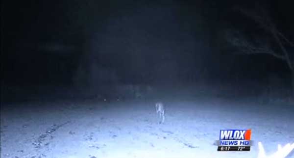 В США случайно сняли встречу НЛО с семейством оленей