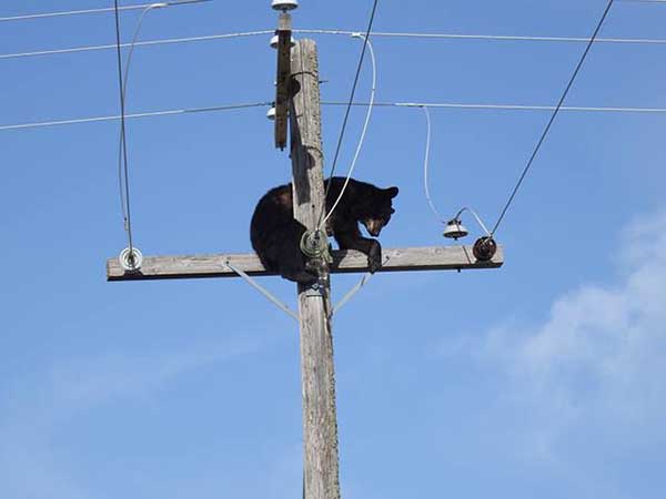 Притомившийся мишка прикорнул на столбе с электропроводами