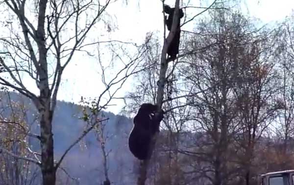 Медведь вскарабкался на дерево за мужиком