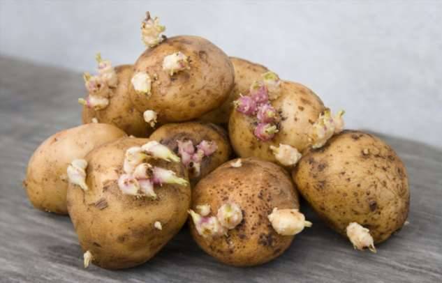 Проросший картофель: действительно ли он вреден для человека