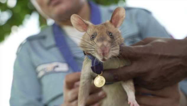 Крыса Магава награждена золотой медалью за храбрость при обнаружении мин