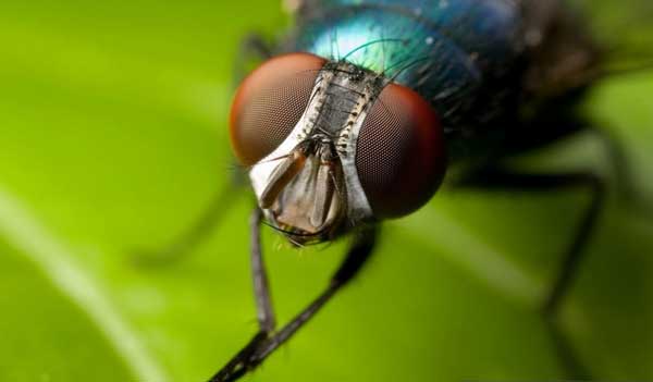 Зачем в Эфиопии выращивают опасных мух цеце