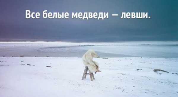 Всё, что мы не знали о медведях