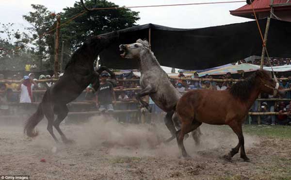 Жёсткая развлекуха филиппинцев - конные бои