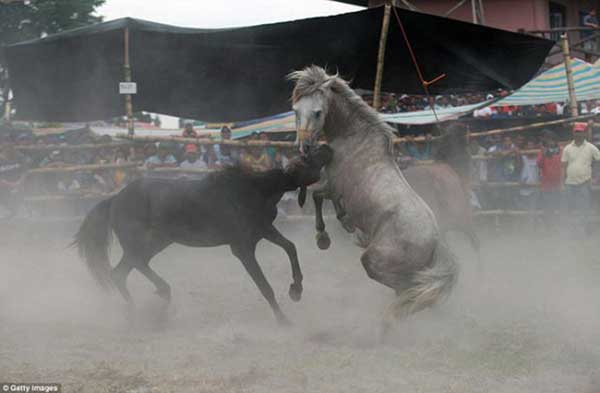Жёсткая развлекуха филиппинцев - конные бои