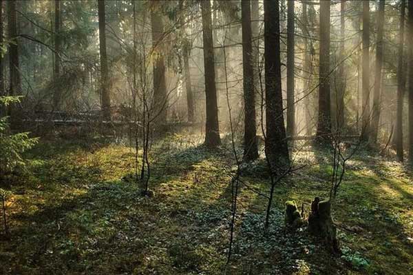 Ничто так не радует душу, и не дарит гармонию как наш, славянский лес