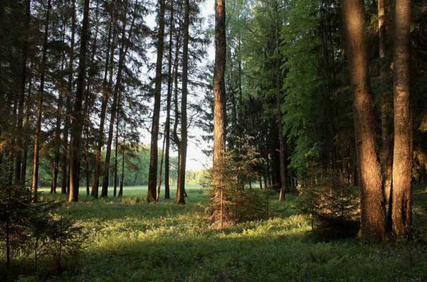 Ничто так не радует душу, и не дарит гармонию как наш, славянский лес