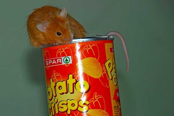 Крысы облысели, ослепли и в итоге сдохли после 20 дневного употребления сухариков и чипсов