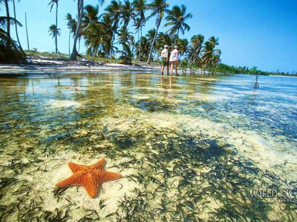 Живые организмы в капле морской воды