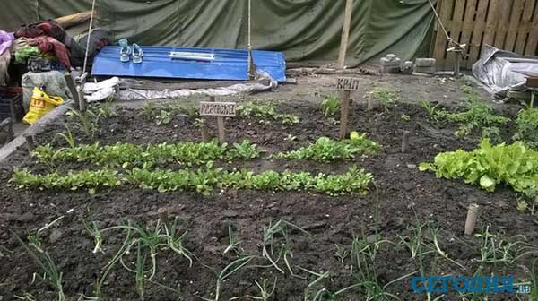 На майдане во всю попёр урожай. Майдановцы стали устанавливать летние души