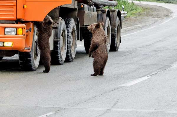Медвежата на колымской дороге побираются у дальнобойщиков на пропитание