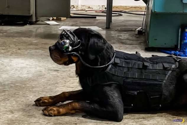 Кибер-собаки в Армии США