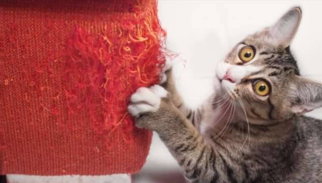 6 действенных способов отучить кота от вредной привычки точить когти о мебель
