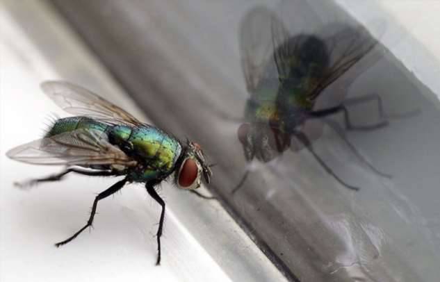 Почему мухи продолжают биться головой о стекло, а не пытаются его облететь