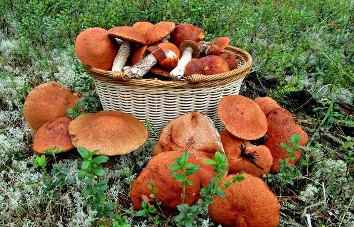 Как посадить лесные грибы у себя на грядке, чтобы они хорошо прижились