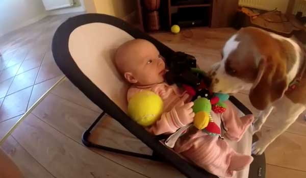Шикарное позитивное видео о том, как собака развлекает малыша